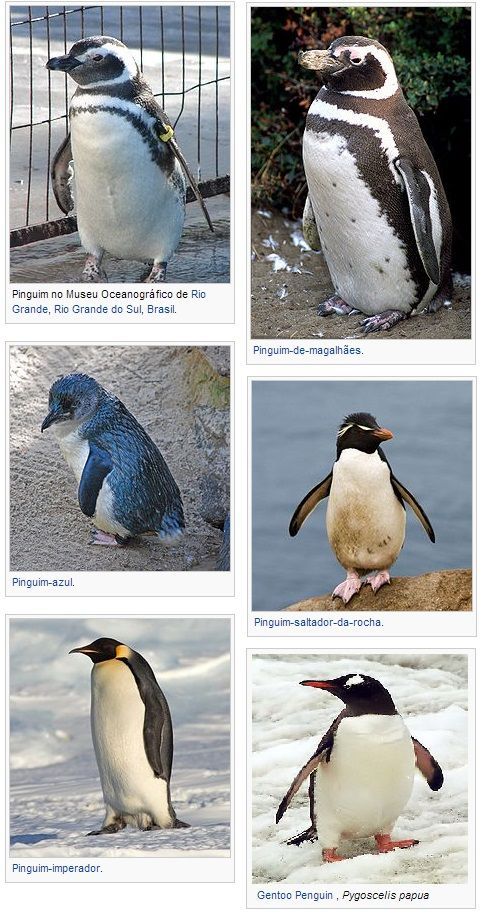 espécies de pinguins